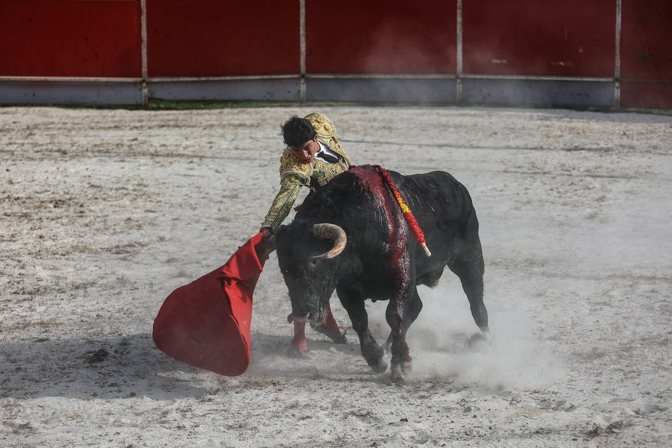 Fotos: Tensión y toros en Benia de Onís