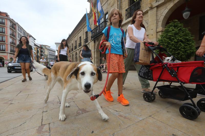 Fotos: Paseada canina contra la ordenanza