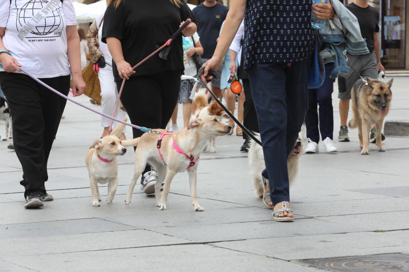 Fotos: Paseada canina contra la ordenanza
