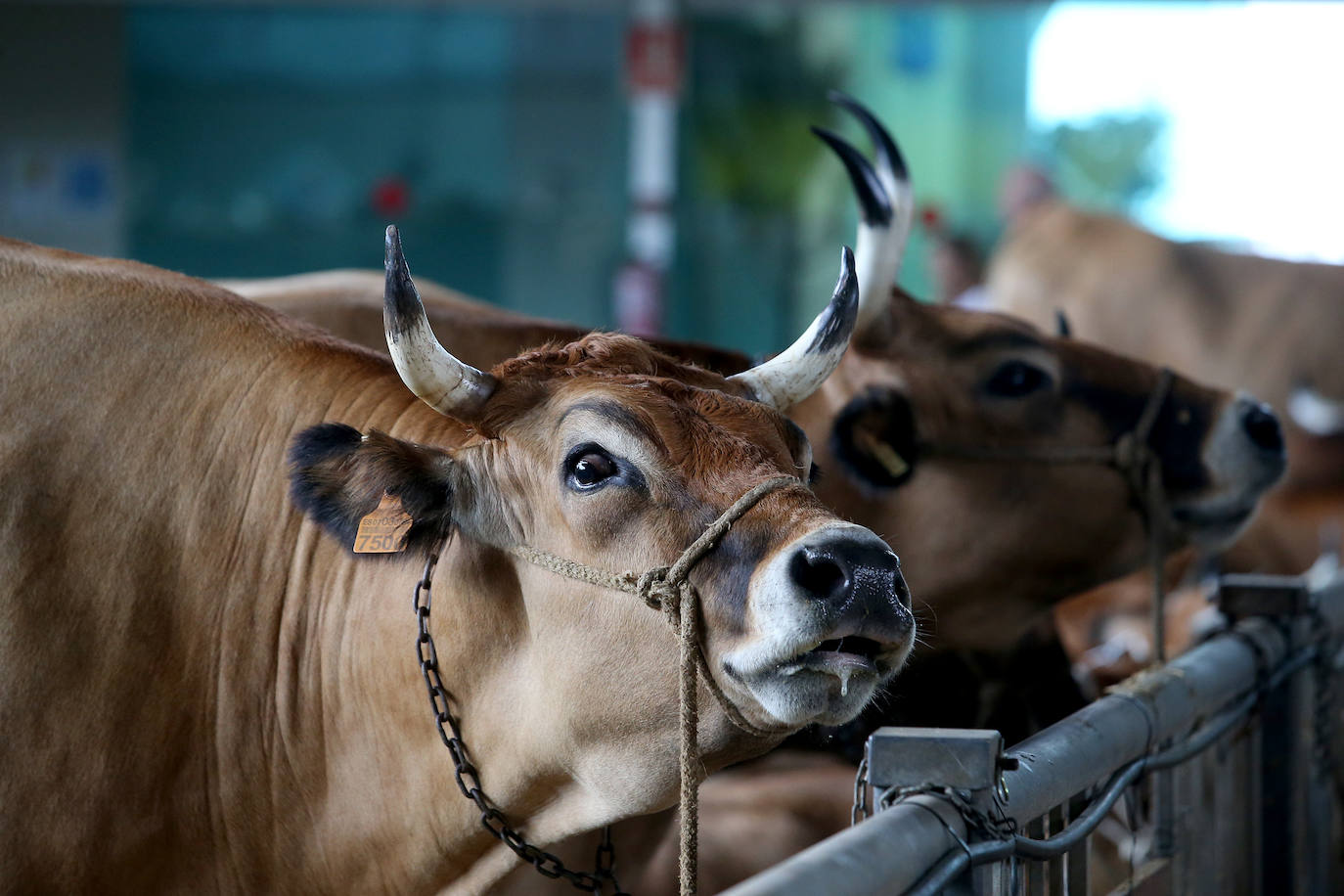 Fotos: Mercado de ganado en Avilés