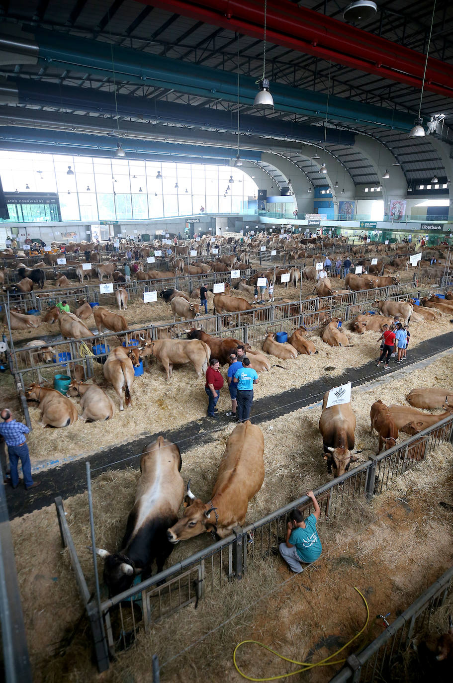 Fotos: Mercado de ganado en Avilés