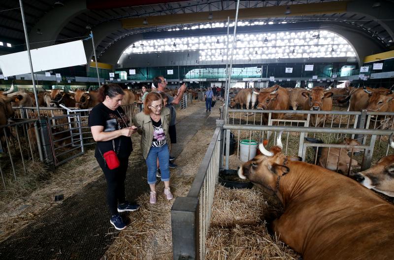 Fotos: Las vacas desfilan de nuevo en La Magdalena