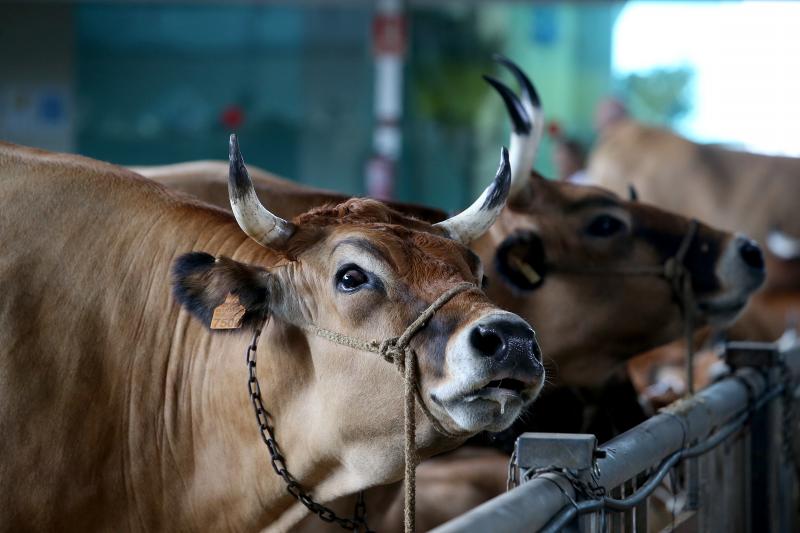 Fotos: Las vacas desfilan de nuevo en La Magdalena