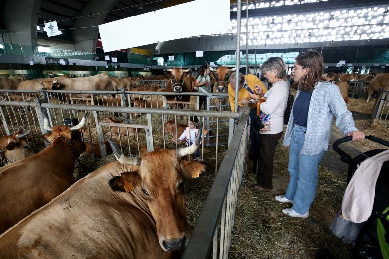 Fotos: Las vacas desfilan de nuevo en La Magdalena