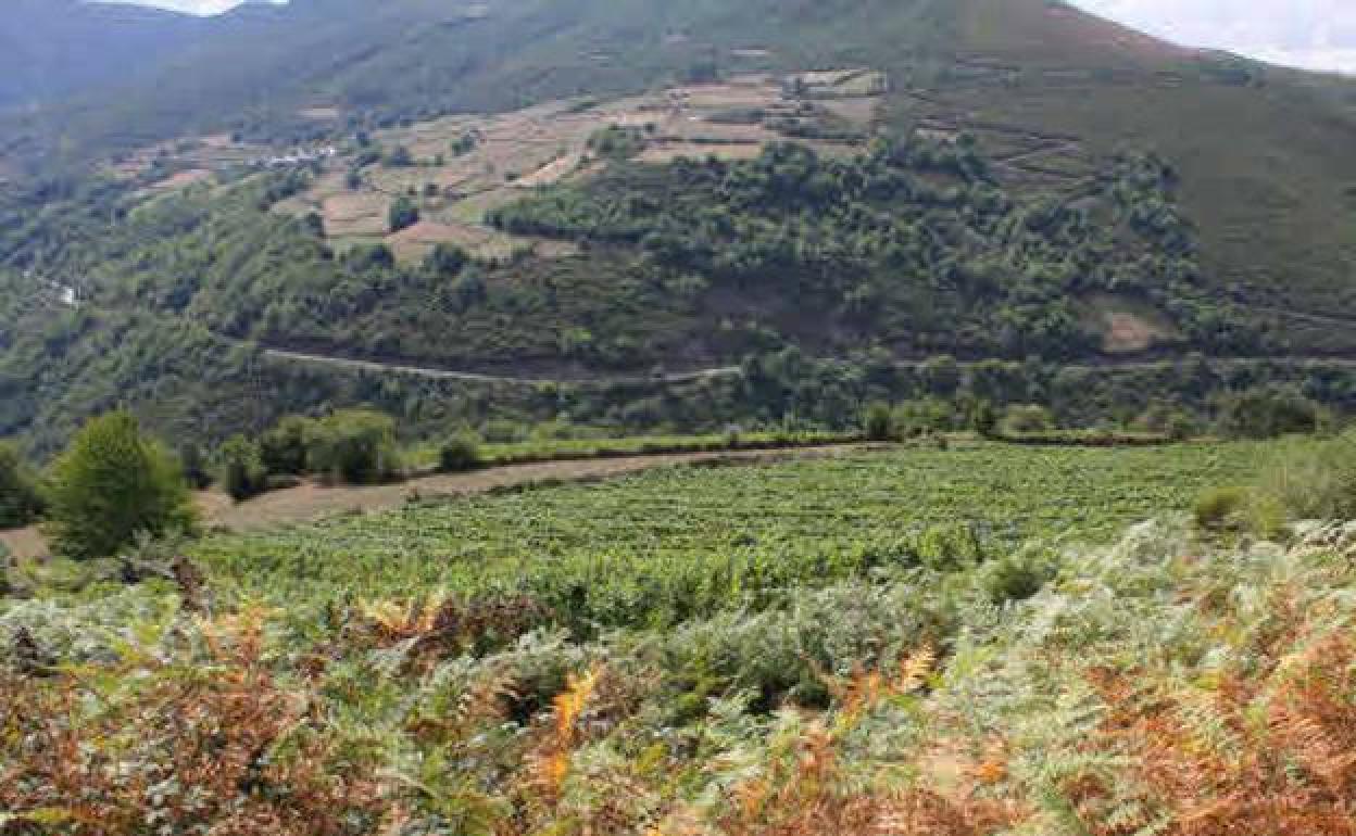 Viñedo de Ibias de la bodega Chacón Buelta.