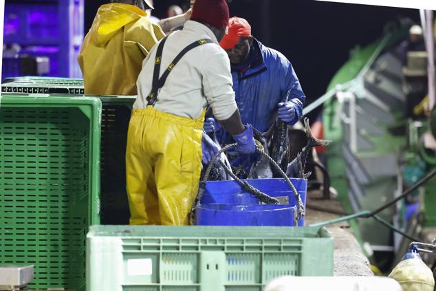 Fotos: 115.000 kilos de bonito en el Musel