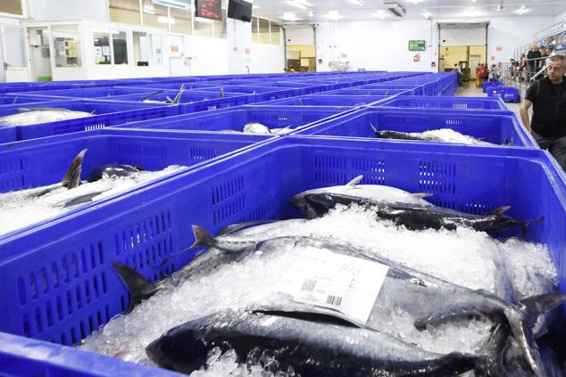 Fotos: 115.000 kilos de bonito en el Musel