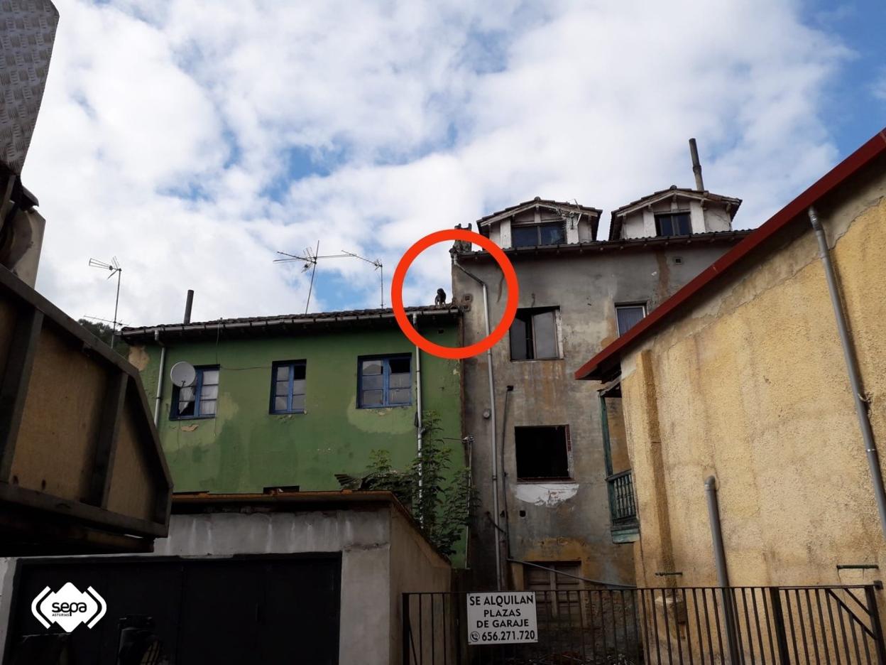La perra, en lo alto del tejado, de donde fue rescatada. 
