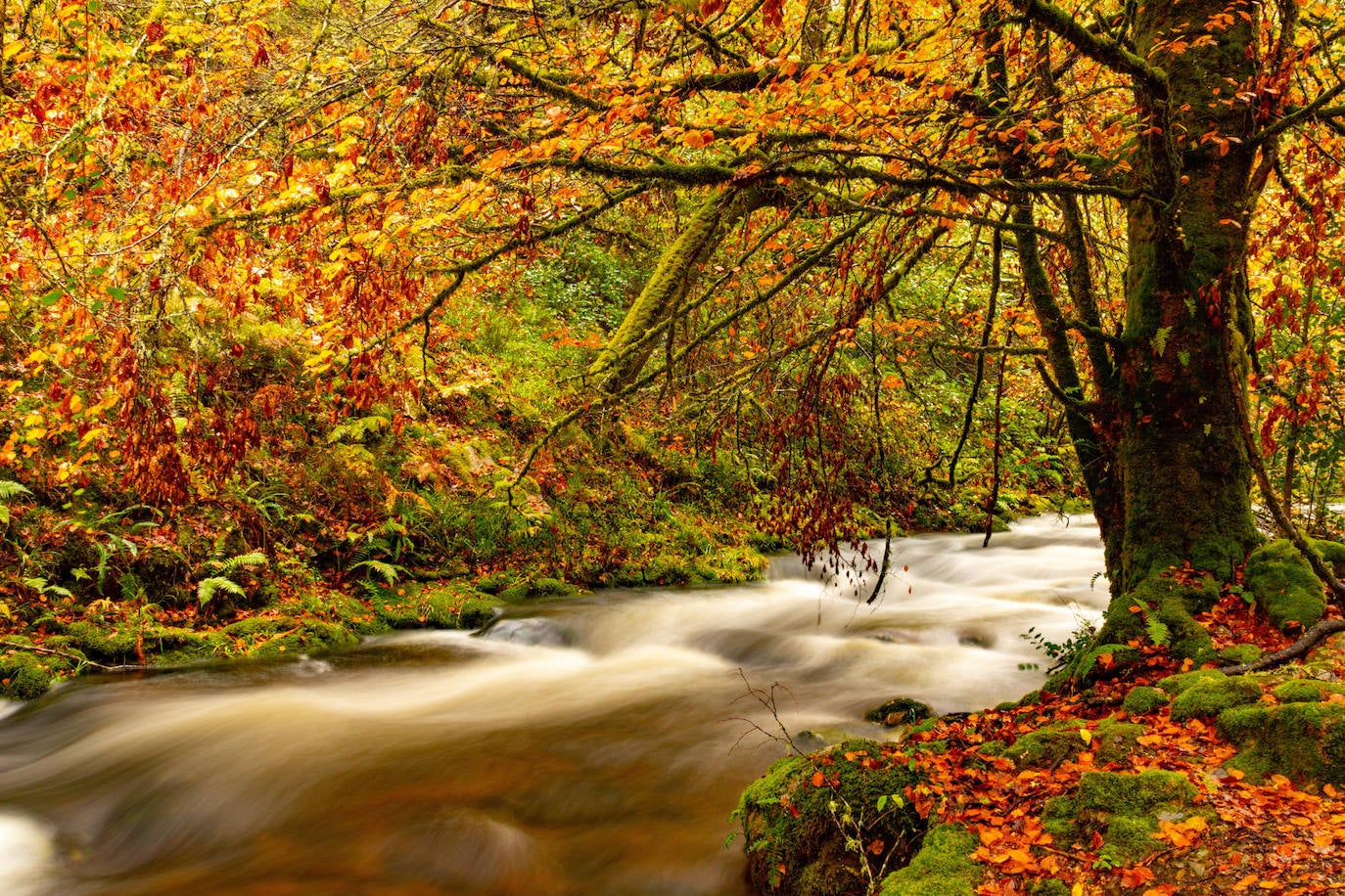 Dentro del Parque Natural de las Fuentes del Narcea, Degaña e Ibias