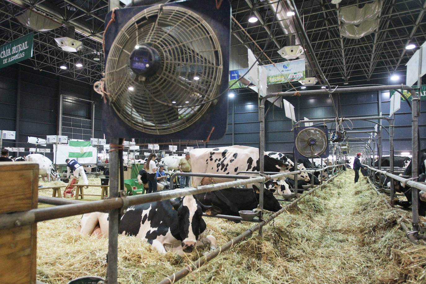 Fotos: El mundo rural asturiano: un paseo por Agropec