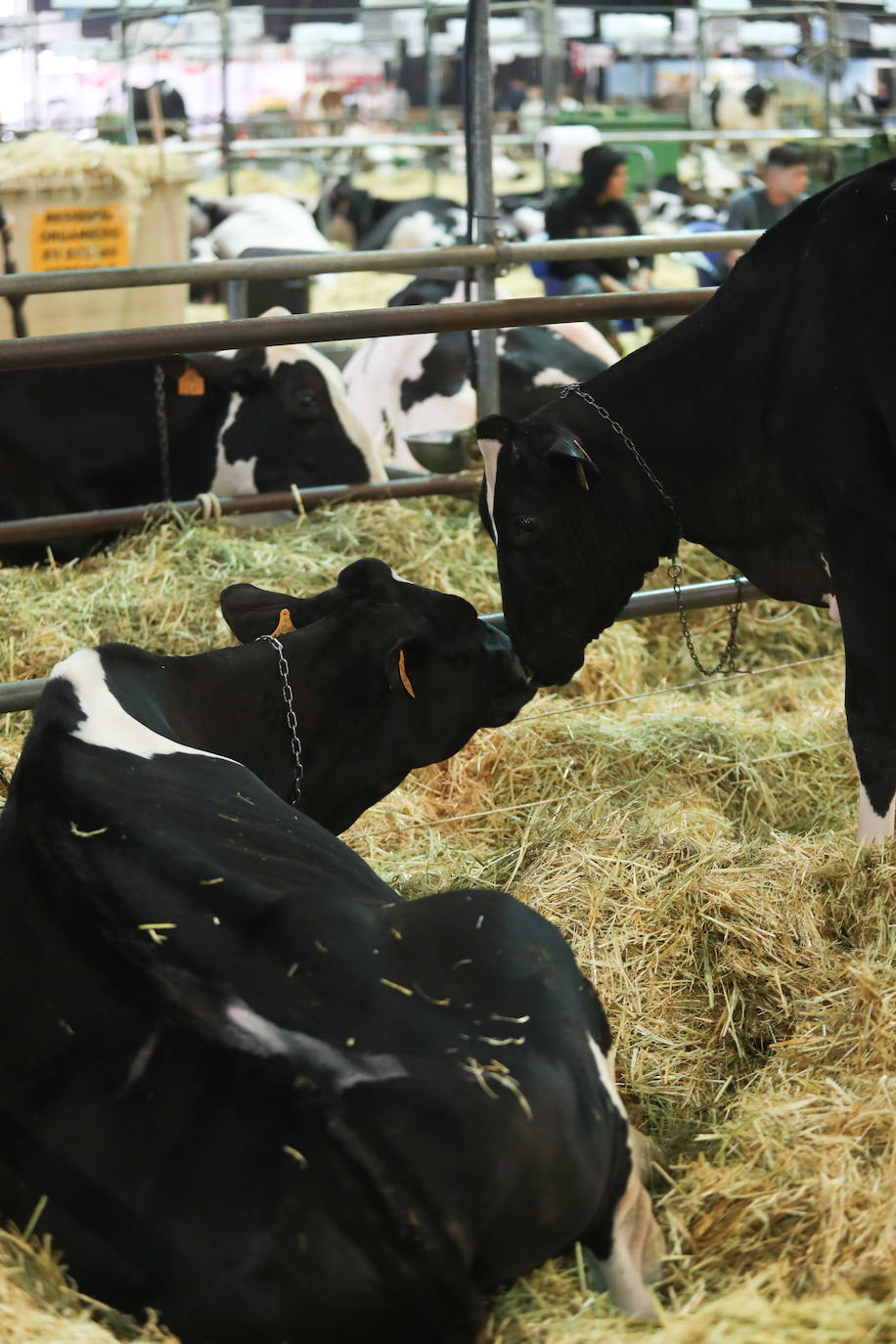 Fotos: La esencia de Agropec, la feria del campo asturiano