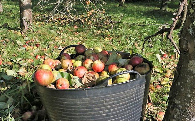 Imagen principal - propuestas para acercar la cultura sidrera de asturias a los niños