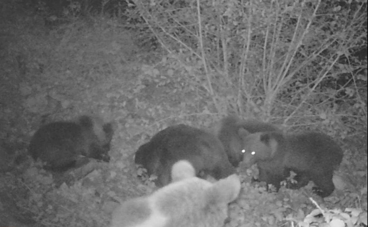 La osa y sus cuatro oseznos identifficados con una cámara nocturna