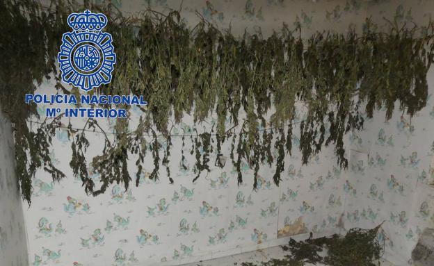 Plantas de marihuana colgadas en una de las habitaciones