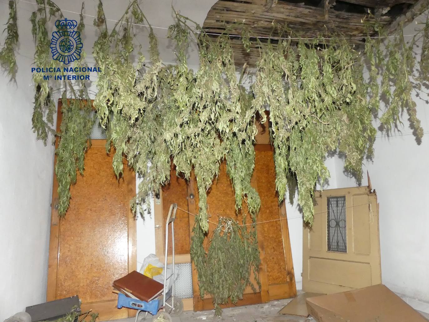 Plantas de marihuana colgadas para su secado en una de las dos habitaciones de la vivienda 'okupada'