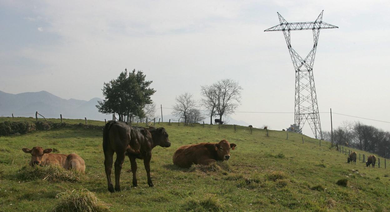 Una de las torretas ubicadas en los espacios naturales del Parque Natural de Redes, en el concejo de Caso. 