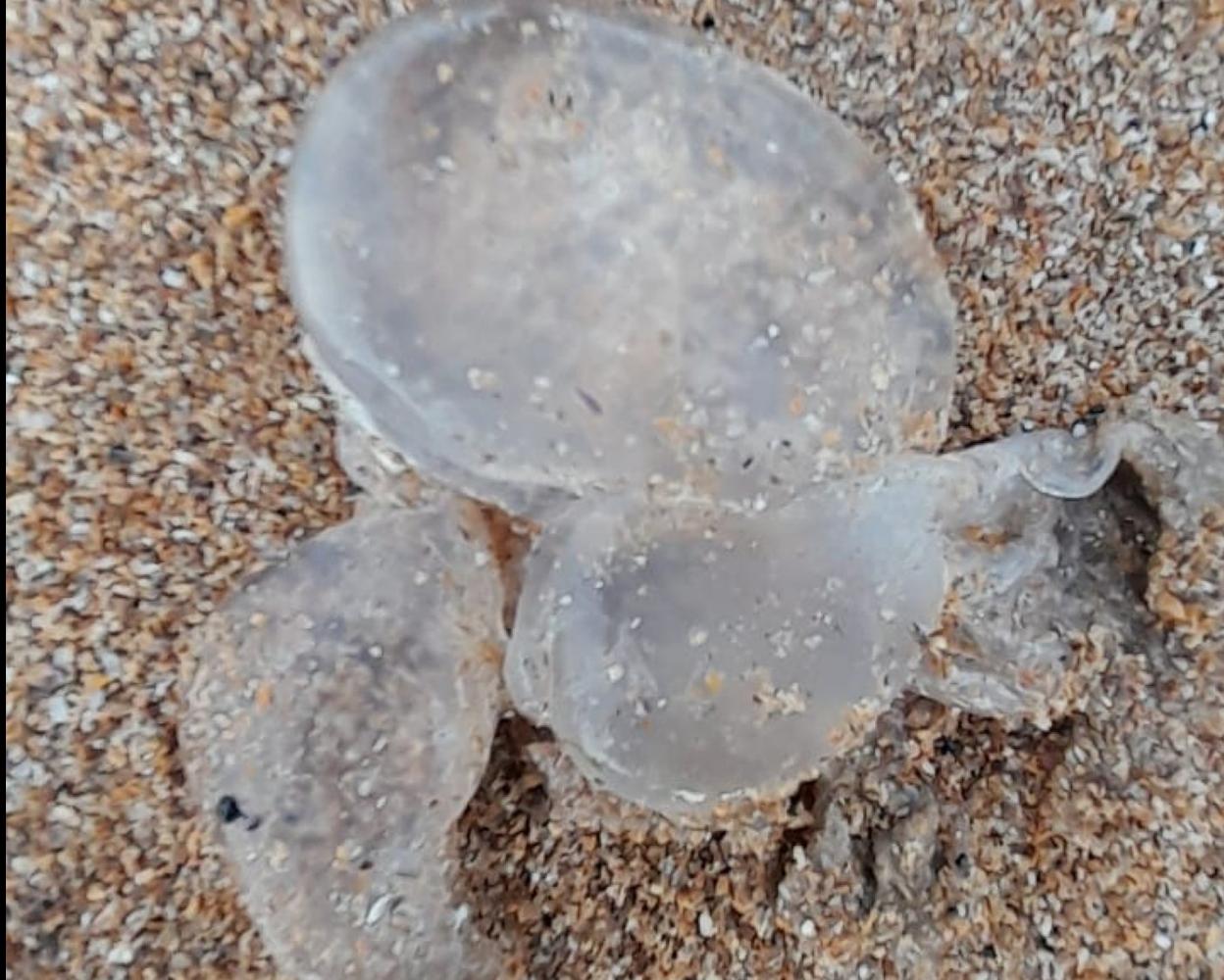 Ejemplar de medusa arrastrado a la playa de San Lorenzo. 