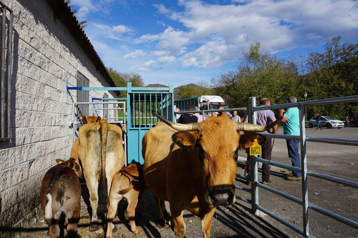 Vacas de asturiana de los valles con sus crías que el ganadero Marcos Remis vendió ayer en la feria ganadera de octubre, en Benia de Onís. 