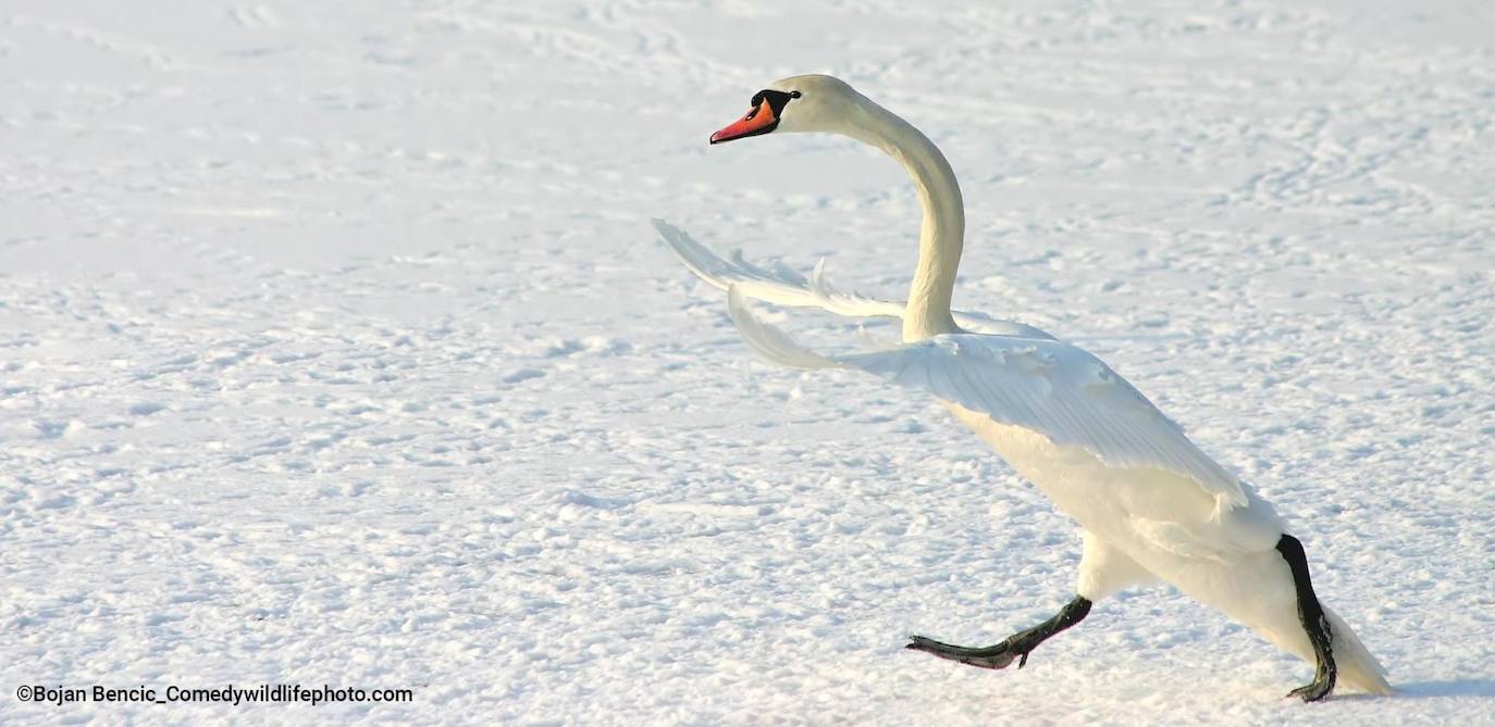 “Paseo divertido”: El cisne estaba en medio de una pelea con otro cisne, persiguiéndolo en un lago congelado.