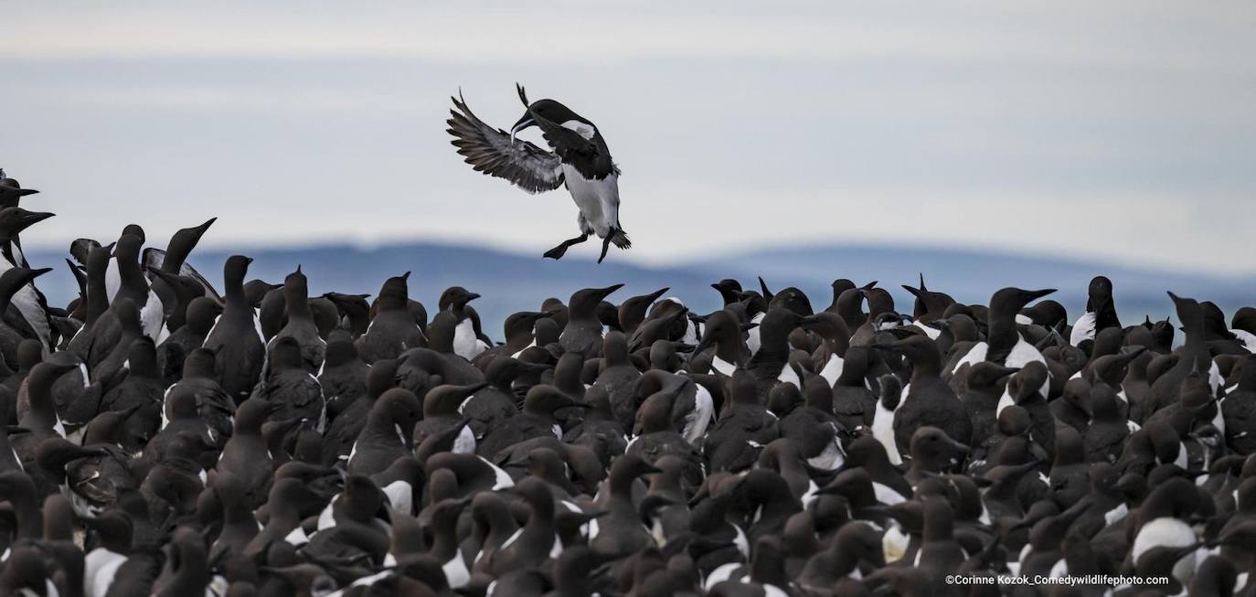 “Tombstoneing Guillemot": Los araos estaban llegando con peces para sus crías y parecían simplemente sumergirse en medio de la horda de crías.