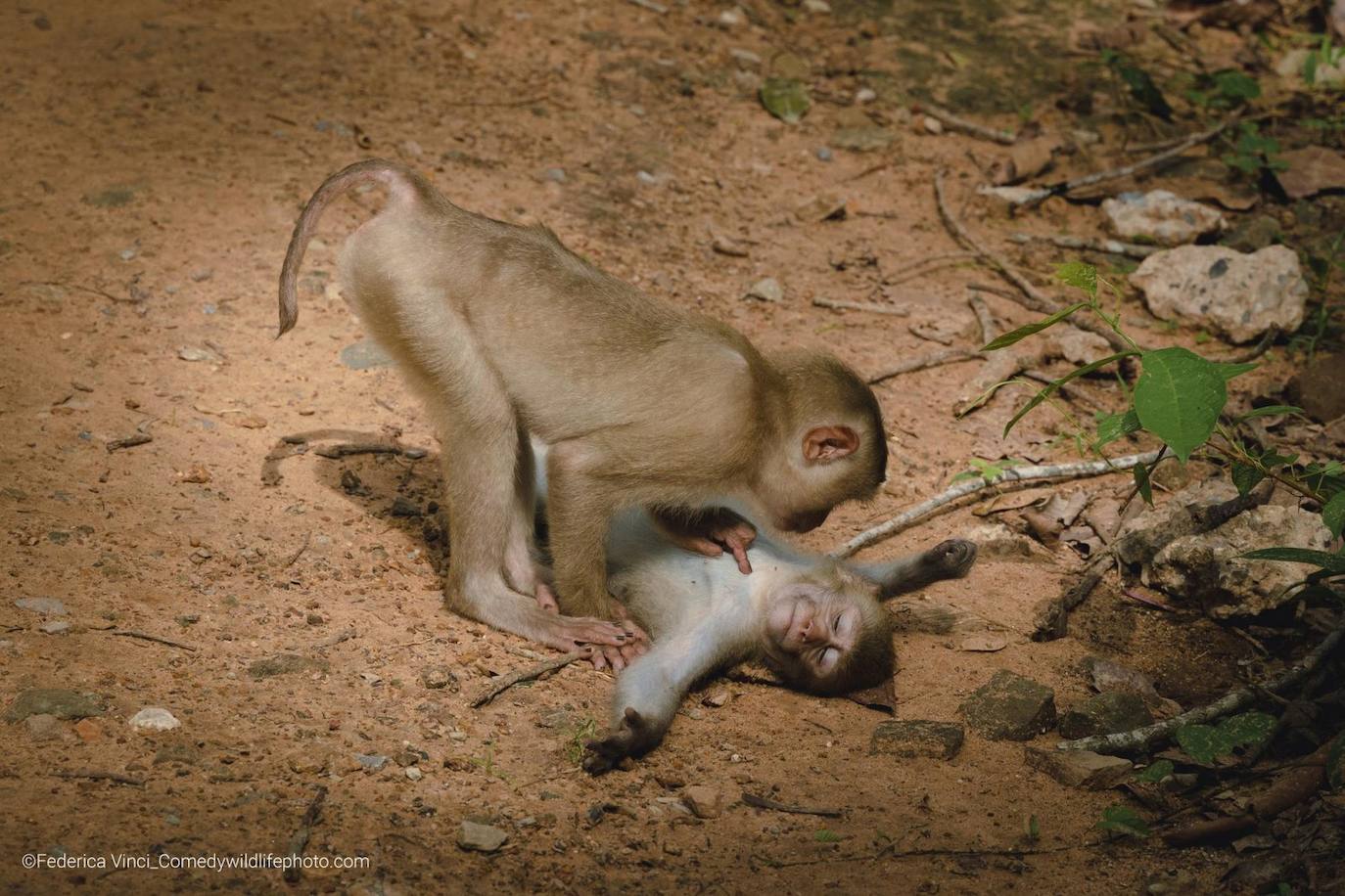 “Monkey Wellness Centre”: Caminando cerca de un templo camboyano donde vivían grupos de monos salvajes, la fotógrafa encontró esta escena: un mono salvaje en total relajación, mientras su amigo lo cuidaba.