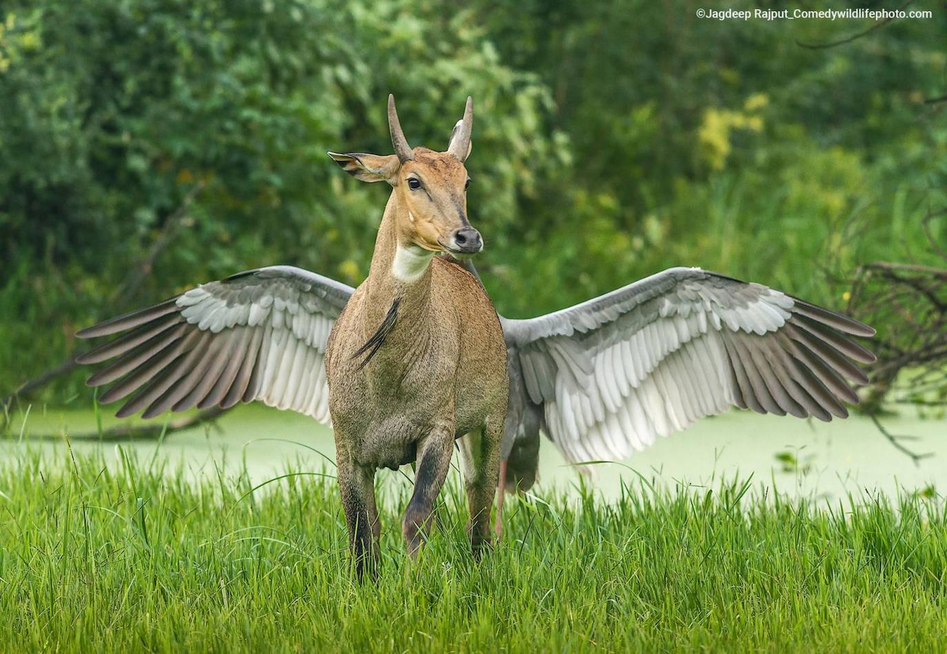 “Pegaso, el caballo volador”: Una grulla defiende su nido. 