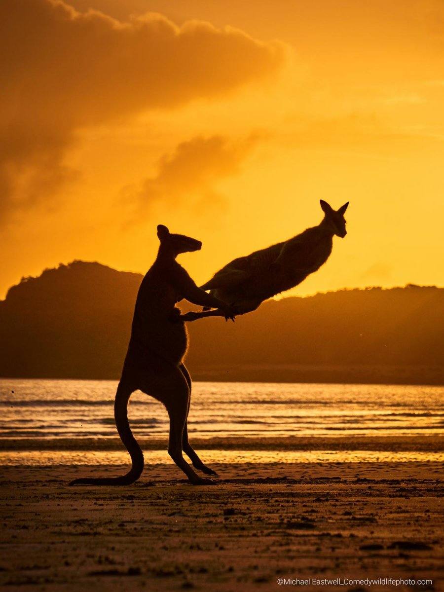 “¡Todo está arrancando!”: Aparte de su belleza, Cape Hillsborough es famoso por sus canguros. En la imagen, dos canguros jugando o luchando en la playa mientras el sol atravesaba las nubes circundantes.