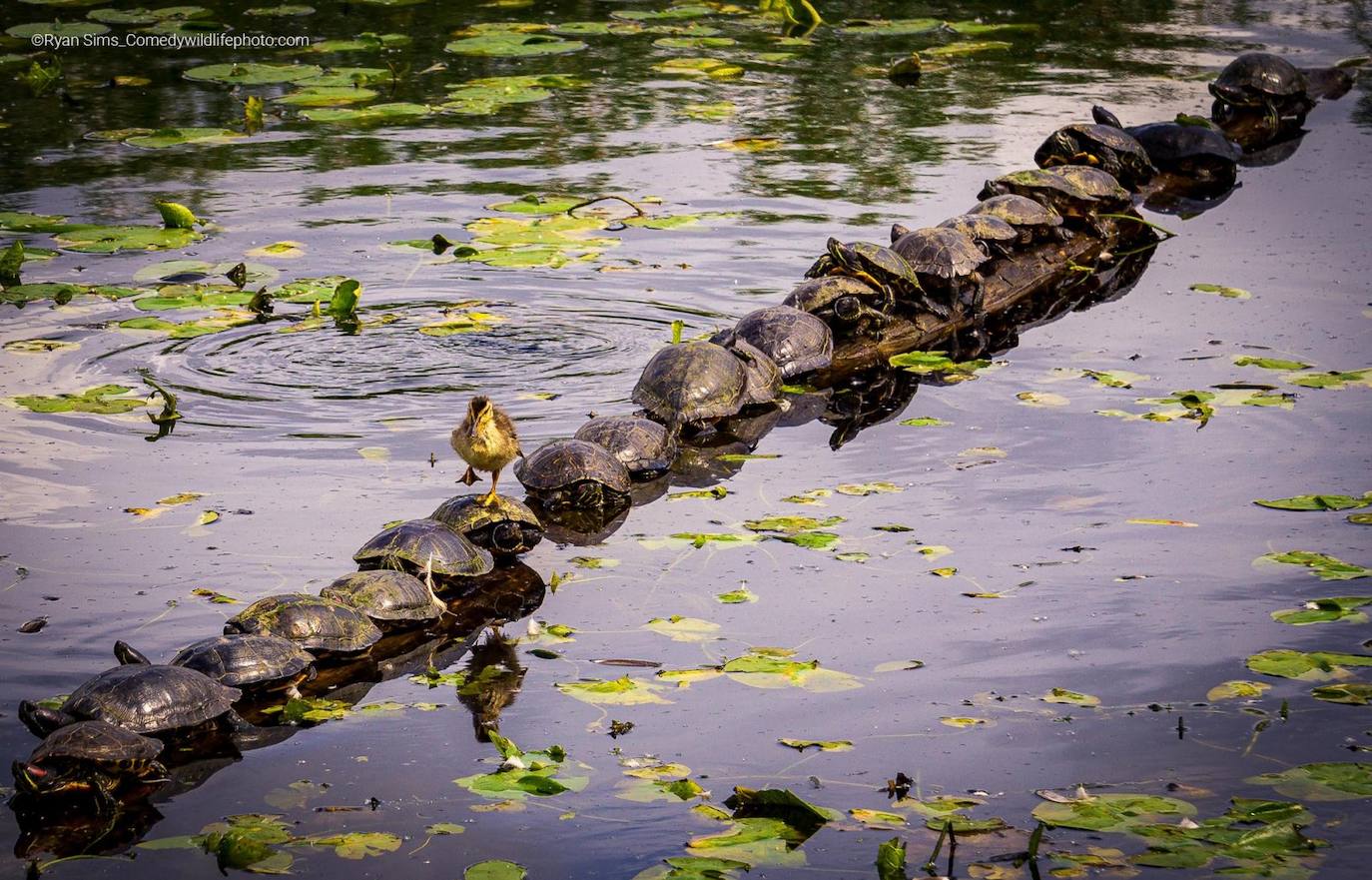"Disculpe... ¡Perdóneme!": Un patito caminando sobre un tronco cubierto de tortugas en los humedales de Juanita. El animal se terminó cayendo al agua. 