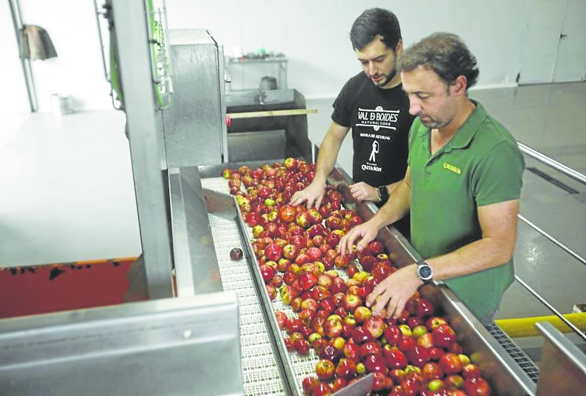 El equipo escoge la manzana antes de mayarla en el Llagar Castañón de Quintueles. juan carlos román