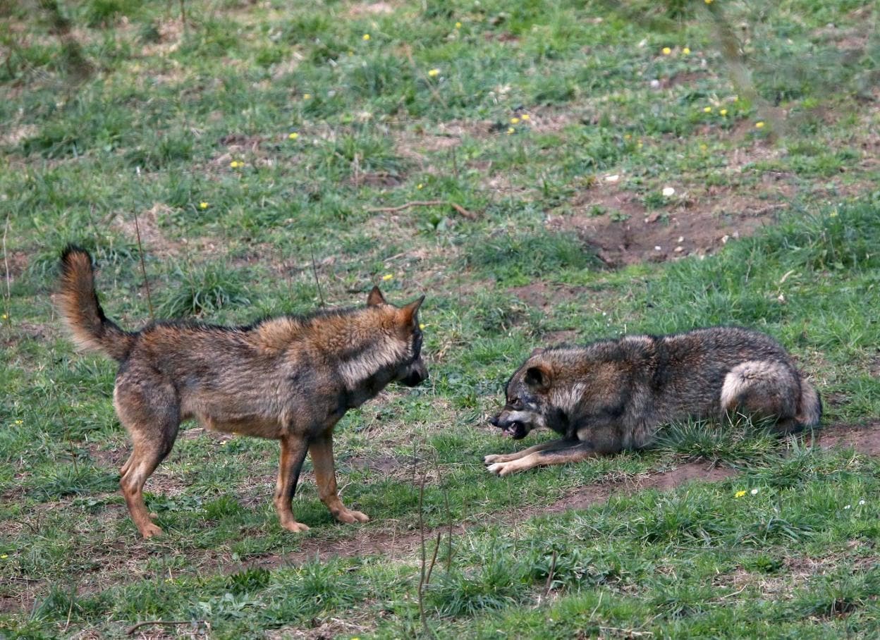 El Principado ordena buscar lobos como paso previo a matarlos | El  Comercio: Diario de Asturias