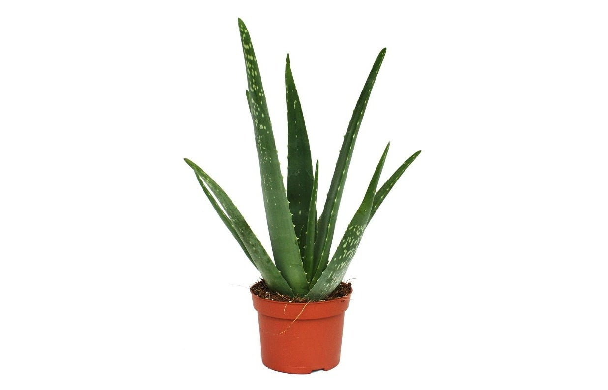 Planta Aloe Vera