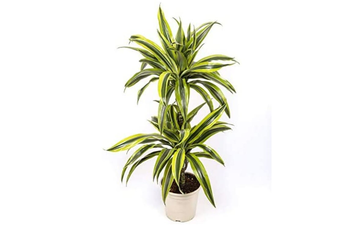 Planta Dracaena Lemon Lime