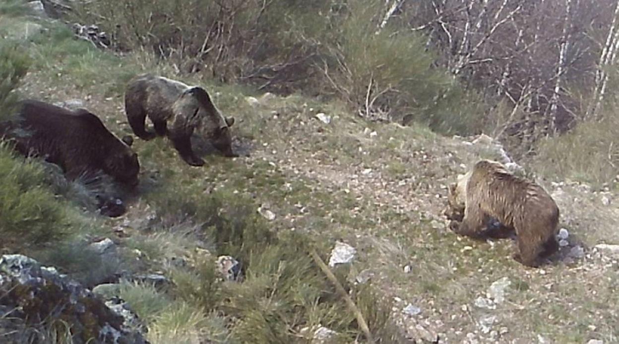 Dos crías de segundo año a punto de independizarse olfatean los rastros del gran macho que persigue a su madre, en León. 