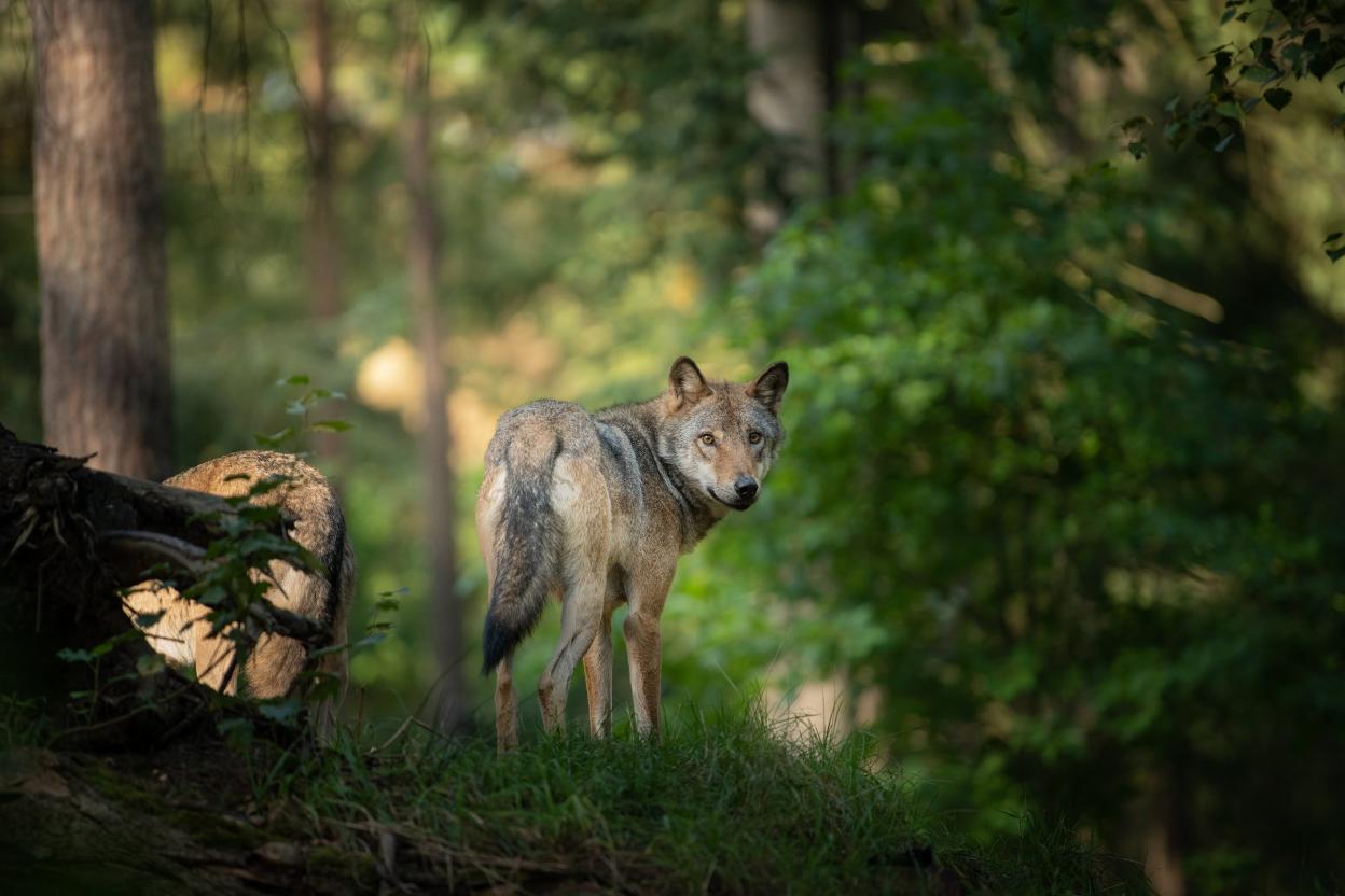 El juez decidirá si la orden para matar por primera vez a un lobo protegido  se puede ejecutar | El Comercio: Diario de Asturias