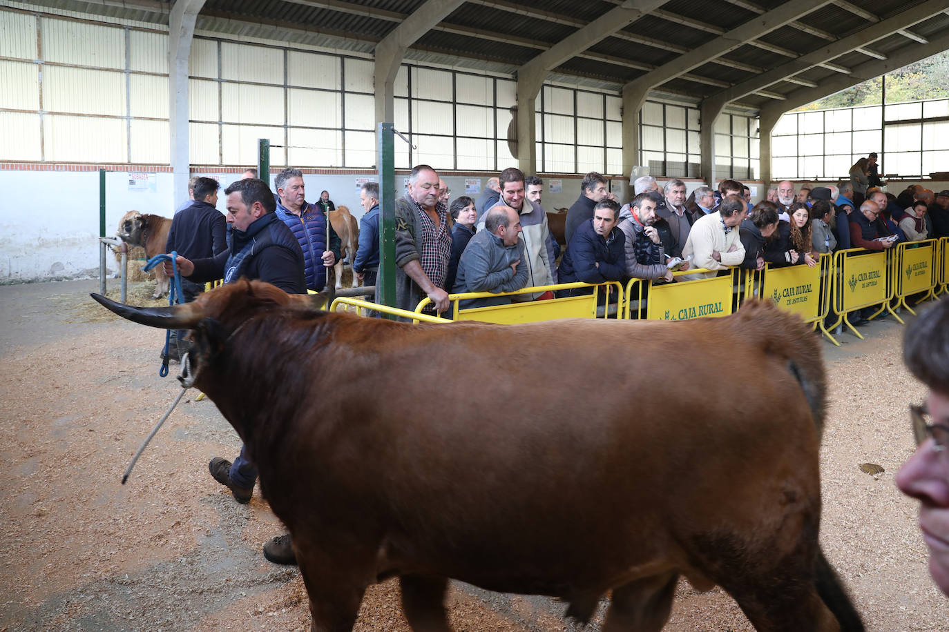 Fotos: Toros de raza casina por más 28.000 euros