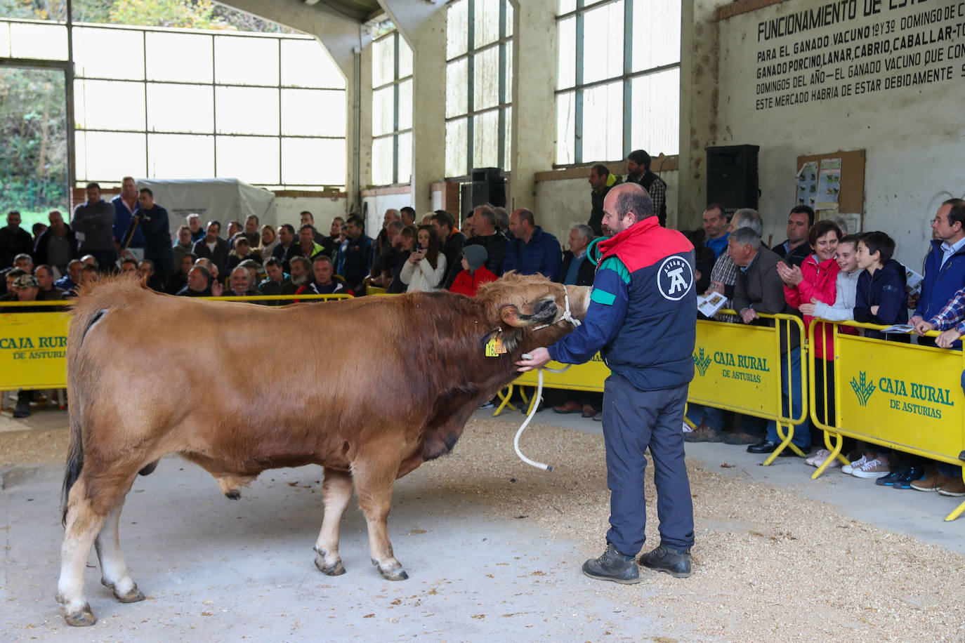 Fotos: Toros de raza casina por más 28.000 euros