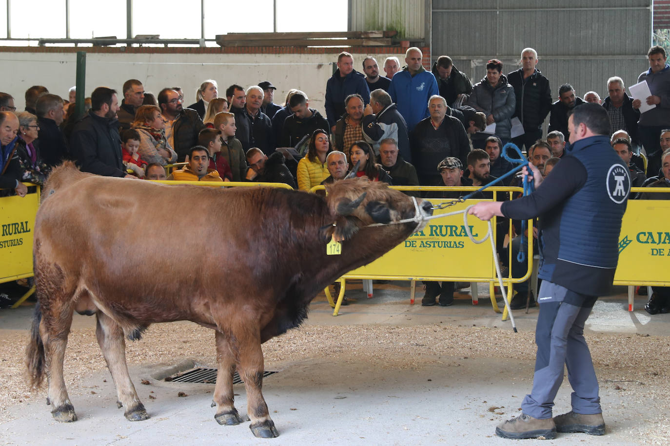 Fotos: Toros de raza casina por más 28.000 euros