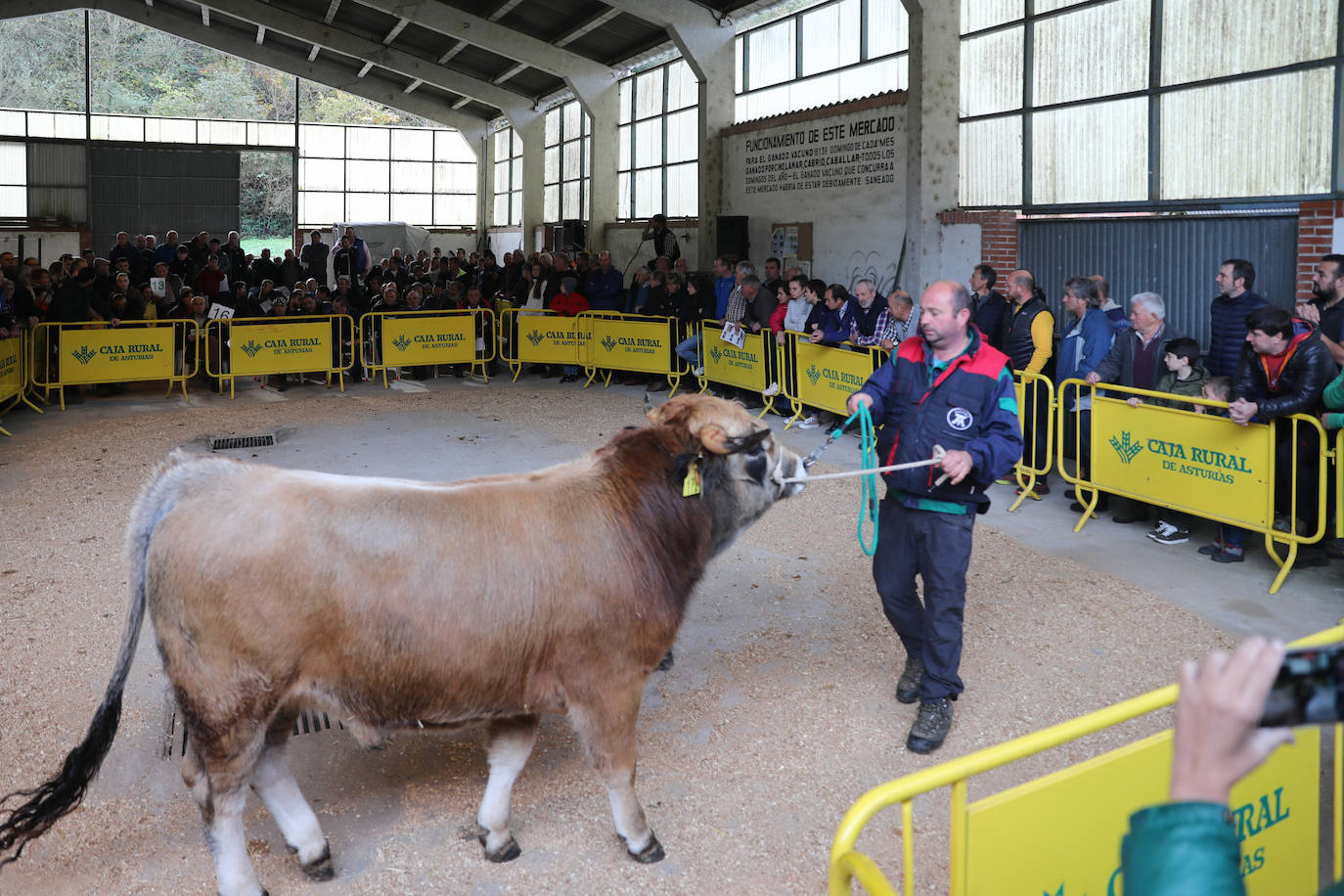 Fotos: Toros de raza casina por más 28.000 euros