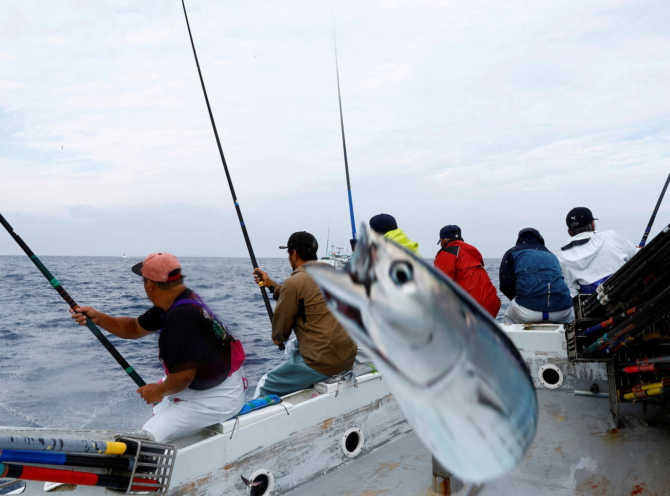 Los miembros de la tripulación del Nakajomaru katsuo (atún barrilete) capturan katsuo utilizando un método de pesca de un solo polo. En la Imagen se encuentran en la bahía de Tosa, en Japón. Los expertos pescadores dicen que el katsuo graso indica un cambio climático y un riesgo para el número de peces que ya están bajo amenaza debido a la creciente demanda y la sobrepesca.