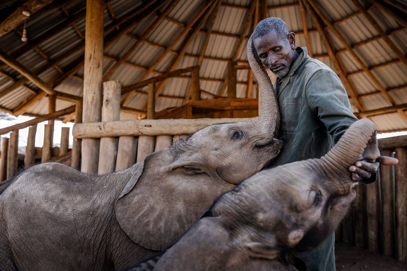 Kiapi Lakupanai, cuidador de elefantes, junto a dos crías en el Reteti Elephant Sanctuary del Naunyak Wildlife Conservancy (Samburu, Kenya). Cada vez son más los elefantes que tienen que ser acogidos por este tipo de organizaciones, ya que la sequía provoca la muerte de muchos de ellos. 