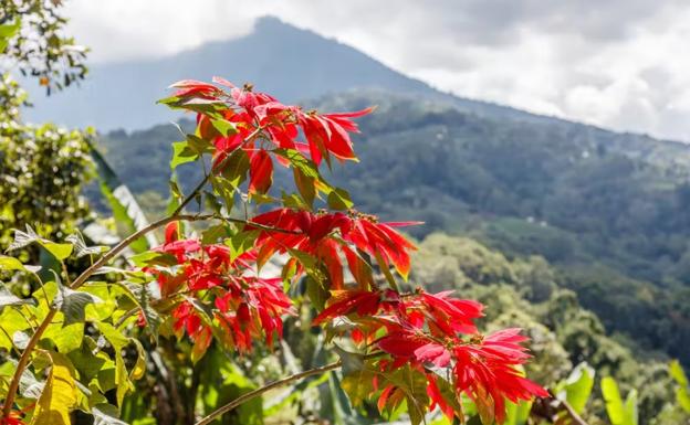 Árbol de Poinsettia silvestre.