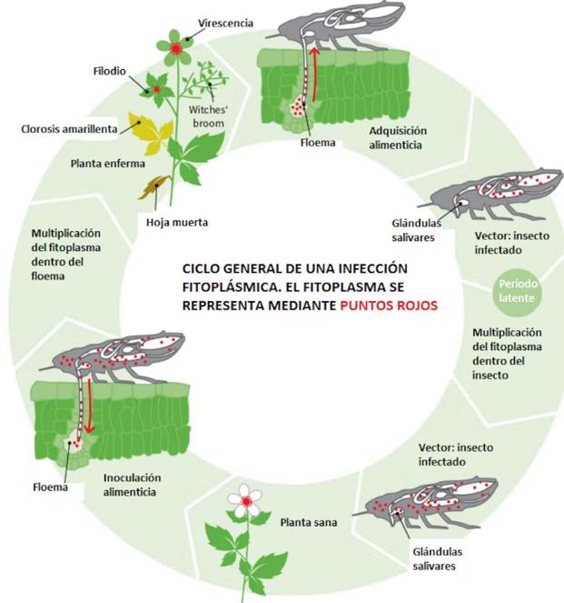 Ciclo del fitoplasma.