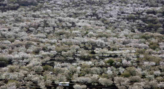 Llamado así por el río del Jerte, este valle situado al norte de Extremadura es conocido por los campos cubiertos de cerezos en flor con la llegada de la primavera. Los mejores meses para visitarlo son marzo y principios de abril, cuando la floración está en su máximo esplendor. El Jerte se ve arropado por un gran manto blanco y da comienzo la Fiesta del Cerezo en flor.