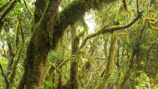 Declarado Patrimonio Mundial desde 1986, el Parque Nacional de Garajonay se extiende por 4.000 hectáreas sobrecogedoras de laureles, musgos, brezos, fayas, helechos, adelfas, y así hasta 40 especies endémicas, alimentadas por la «lluvia horizontal» que absorbe la masa forestal.