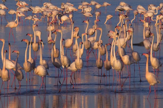 La fuerza del río más caudaloso de España ha creado, en su desembocadura, un microcosmos de lagunas, playas y humedales que lo convierten en uno de los principales parques naturales húmedos de la Europa occidental.