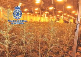 Plantación de marihuana que la Policía Nacional desmanteló esta semana en Tremañes.