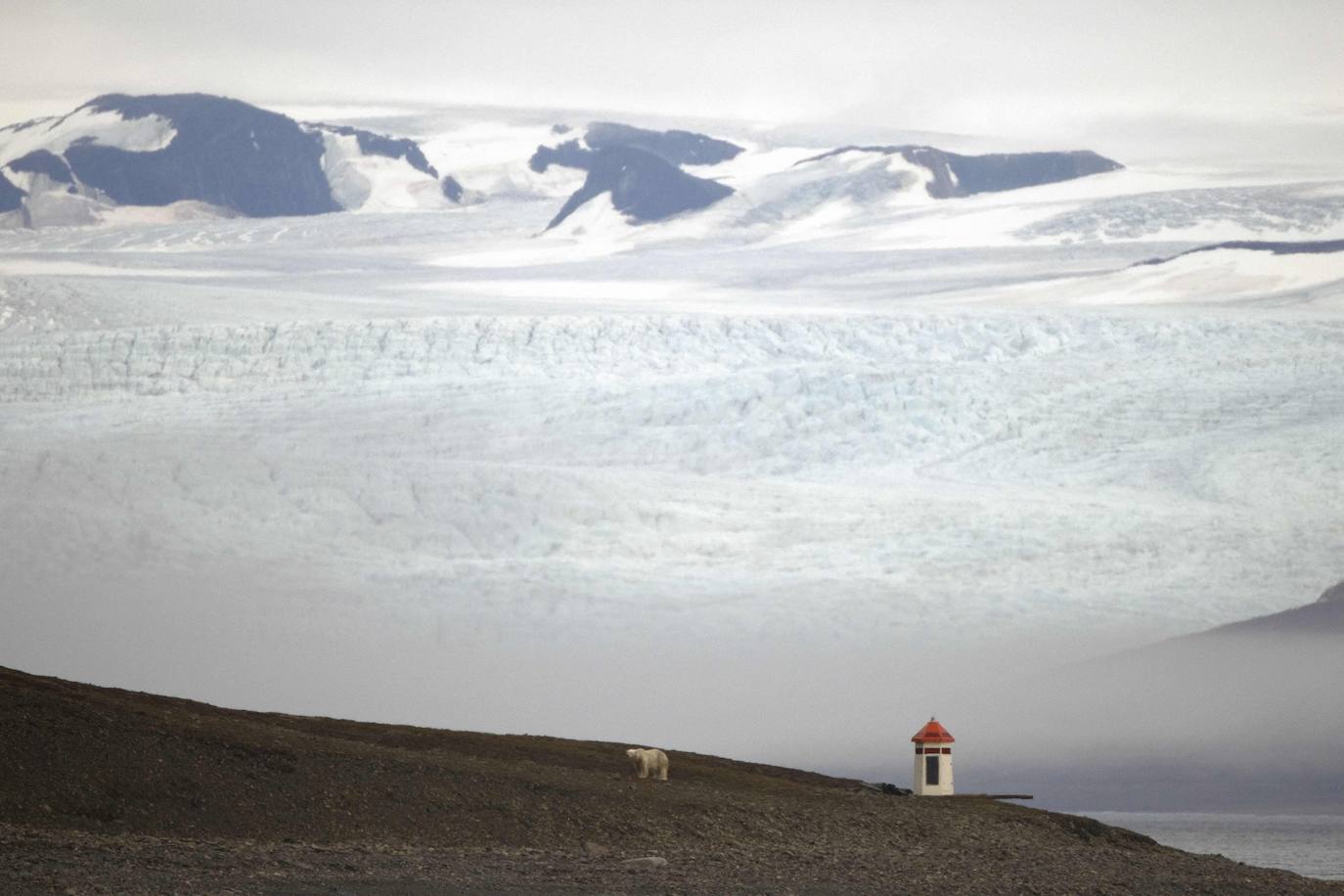 Un oso polar hambriento busca rezos a lo largo de la costa, cerca de Pyramiden, Svalbard, un archipiélago noruego, el 21 de septiembre de 2021.