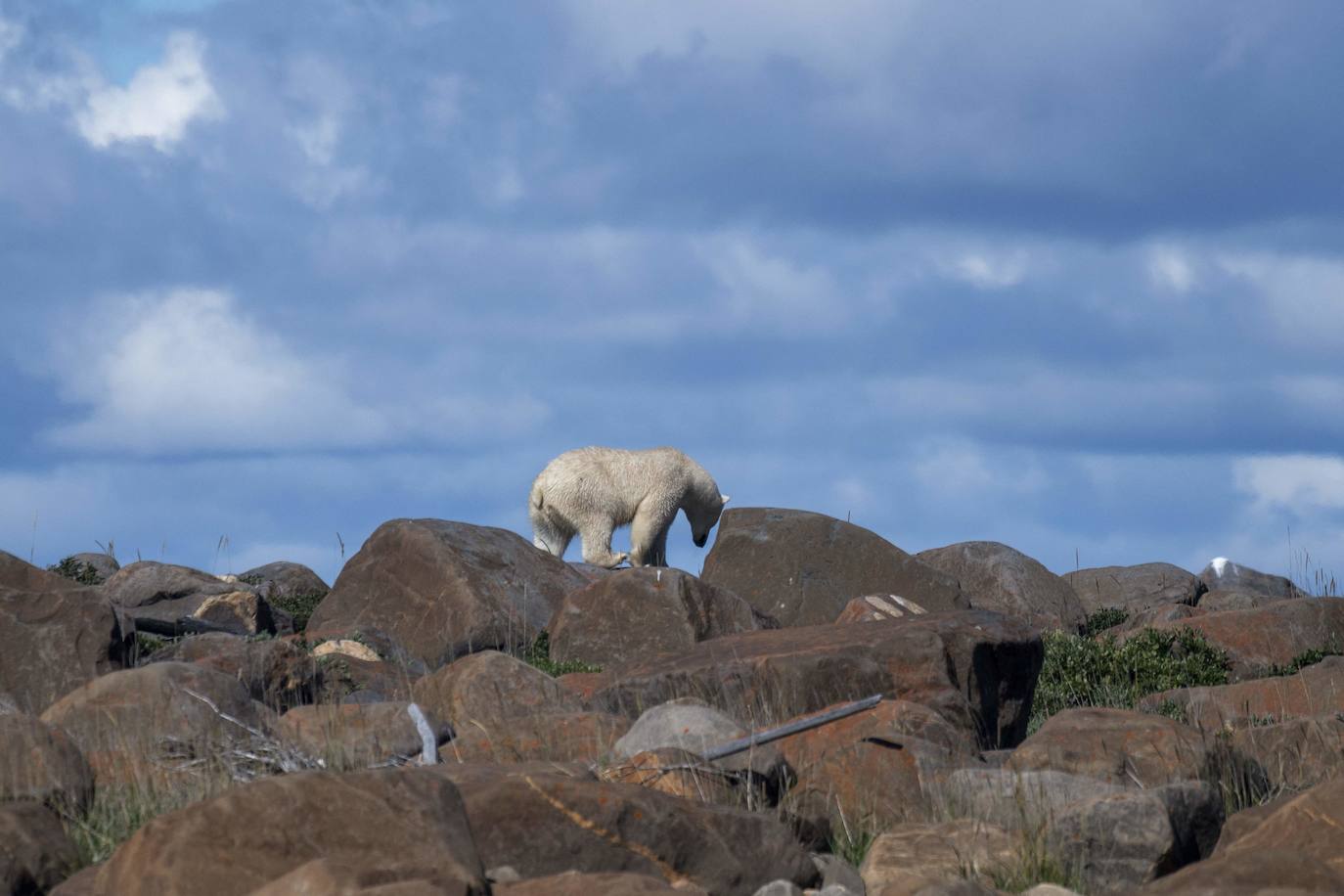 Un oso polar camina por la costa para encontrar algo para comer cerca de Churchill, el 4 de agosto de 2022.