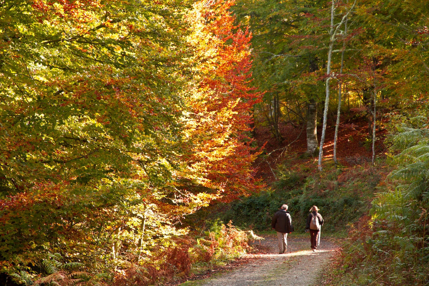 Un paseo por los bosques asturianos