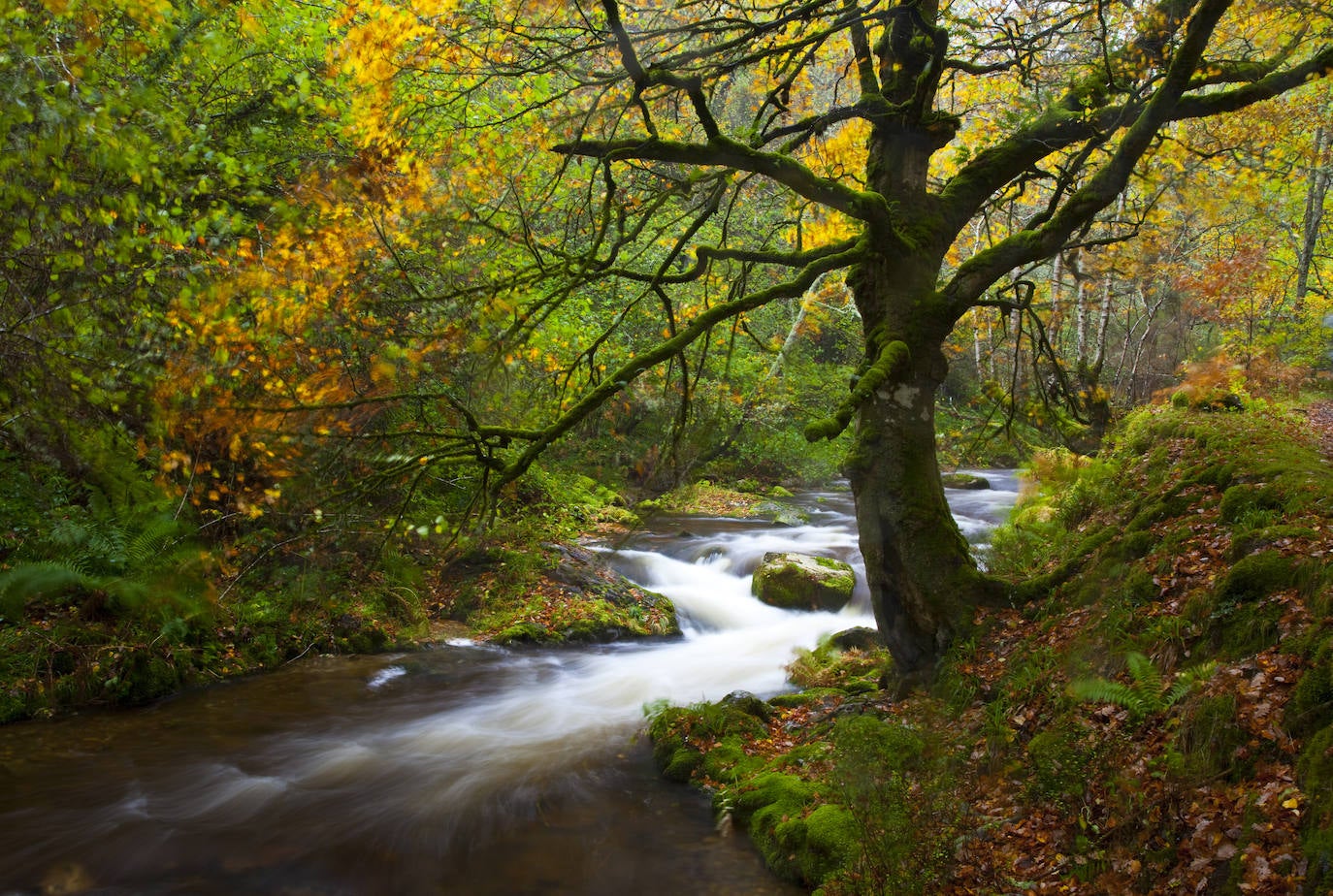 Un paseo por los bosques asturianos